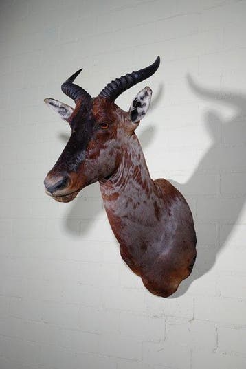 Common Tsessebe, aka Sassaby Taxidermie wandmontage -, Nieuw