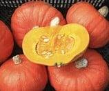 Tractor Hokkaido Bio Pompoen 50 zaden