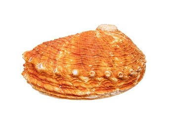 Objet de collection TOP Ormeau de Pourtalès Squelette -