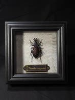 Carabus augustus Support mural pour taxidermie - Carabus