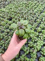 Lobelia Cardinalis (Aquariumplanten, Aquarium producten), Verzenden, Nieuw, Plant(en), Steen of Hout