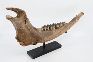 Steppewisent - Fossiel onderkaakbot - Bison priscus - 48 cm, Verzamelen, Mineralen en Fossielen