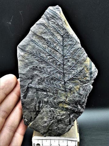 Varen - Gefossiliseerde plant - Alethopteris lonchitica