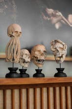 NO RESERVE PRICE - Tamarind Wooden Skull with Carved Snake, Antiek en Kunst