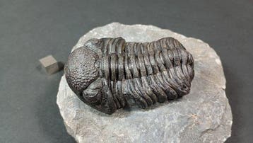 Trilobiet - Fossiel rugschild - Pedinopariops (Hypsipariops), Verzamelen