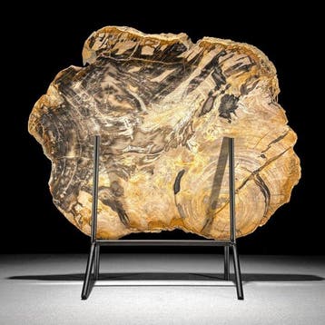 C- Magnifique grande tranche de bois pétrifié sur un socle