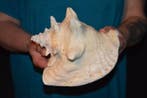 Zeeslak Zeeschelp - M-544 STROMBUS GIGAS (Zonder, Antiek en Kunst, Curiosa en Brocante