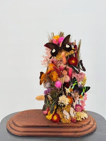 Mix van vlinders Taxidermie volledige montage - Graphium