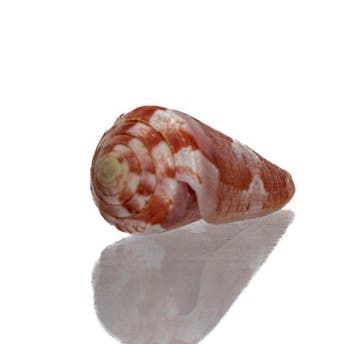 Conus gubernator – Onberispelijk verzamelobject in topkleur