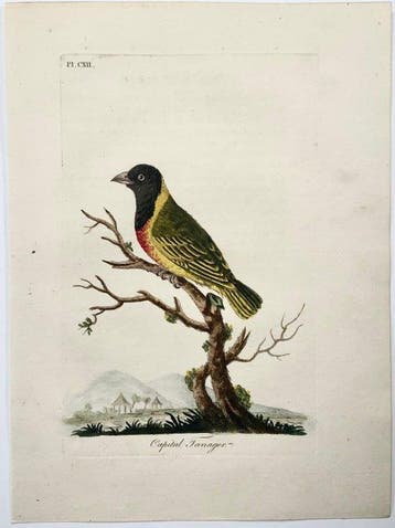 Lot of 4 original hand coloured engravings by Latham, John
