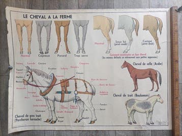Jean Claude Anscombre - Georges Lang Paris - la vache - le, Antiquités & Art