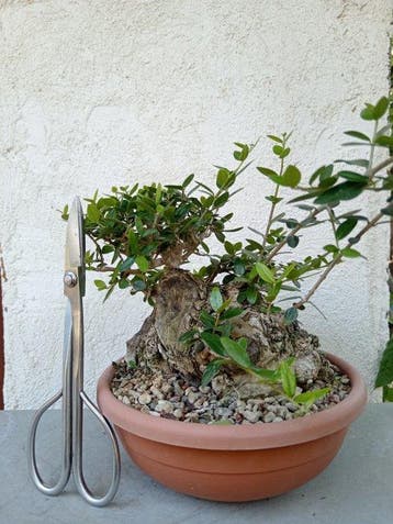 Olivastro - Hoogte (boom): 13 cm - Diepte (boom): 13 cm -, Antiquités & Art