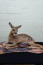 Faon du cerf élaphe Support de corps entier pour taxidermie, Verzamelen, Dierenverzamelingen, Nieuw