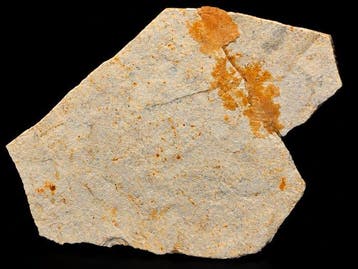 Fossil invertebrate - Animal fossilisé - Detailed Early