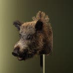Wild Zwijn Middel Taxidermie Opgezette Dieren By Max, Ophalen of Verzenden, Opgezet dier