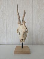 Reebok Taxidermie volledige montage - Capreolus capreolus -, Nieuw