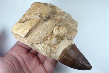 Mosasaurus-tand in kaakbeen - Fossiele tand - Prognatodon, Verzamelen, Mineralen en Fossielen