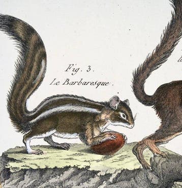 Lot of 5 hand coloured quarto engravings, Benard: Mammals: