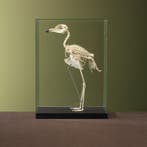Kaapse Griel Skelet Taxidermie Opgezette Dieren By Max, Ophalen of Verzenden, Opgezet dier
