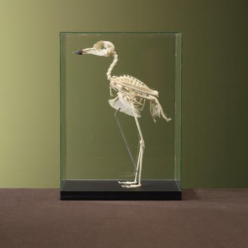 Kaapse Griel Skelet Taxidermie Opgezette Dieren By Max, Ophalen of Verzenden, Opgezet dier