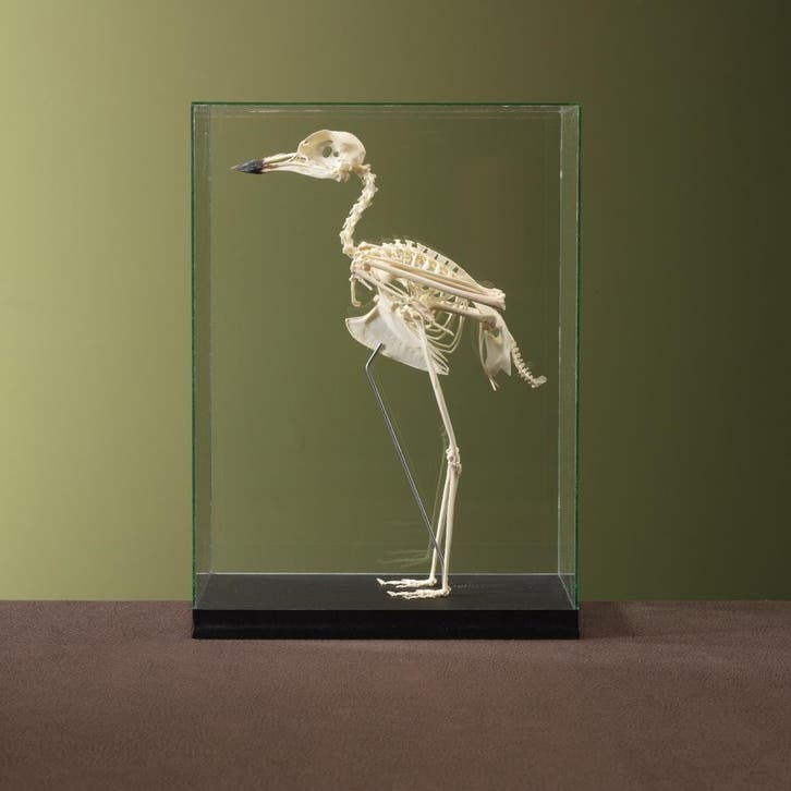 Kaapse Griel Skelet Taxidermie Opgezette Dieren By Max, Collections, Collections Animaux, Enlèvement ou Envoi