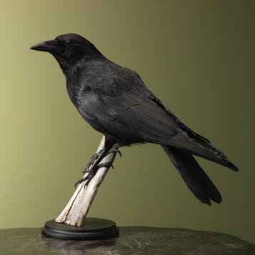 Kraai Taxidermie Opgezette Dieren By Max, Ophalen of Verzenden, Nieuw, Vogel, Opgezet dier