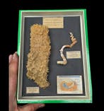 Musuem piece of a discreet cohabitation between a gastropod