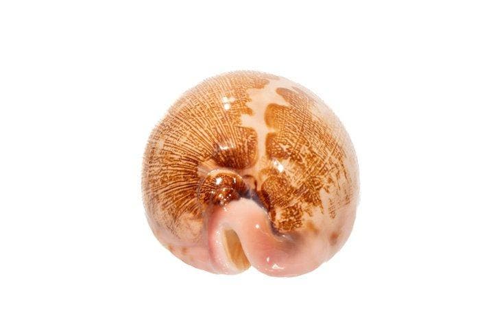 Zeer groot voor de regio  met gegevensblad Taxidermie, Collections, Collections Animaux