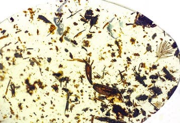 Ambre birmane - dinosaure à plumes ou oiseau - petit mais, Collections