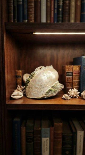 Escargot turban vert Palourde - Turbo marmoratus (Sans prix, Antiek en Kunst