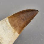 Dents de mosasaure fossiles - Dent fossile - Mosasaurus, Collections