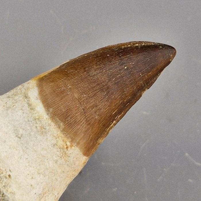 Dents de mosasaure fossiles - Dent fossile - Mosasaurus, Collections, Minéraux & Fossiles