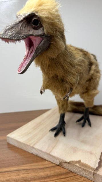 Dinosaure Squelette complet avec crâne - Tyrannosaurus rex -, Collections