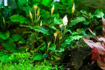 Tropica Bucephalandra pygmaea Bukit Kalem - In Vitro, Animaux & Accessoires, Poissons | Aquariums & Accessoires, Verzenden