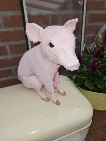 Huisvarkentje Taxidermie volledige montage - Sus scrofa