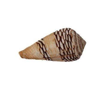 Choix Conus mercator 33.5 mm - NGor (Sénégal) - Grade F+++