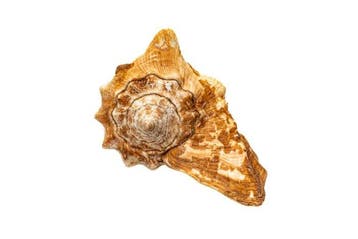 Raninus Conch Shell (Lobatus raninus)  Prachtig