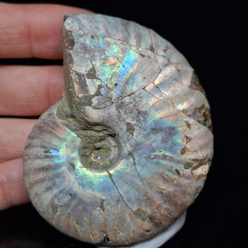 iriserende ammoniet - Gefossiliseerde schelp - Aioloceras