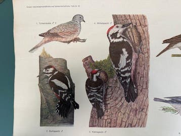 Gefiederte Gäste - Regent-Verlag vogels - Schoolkaart -