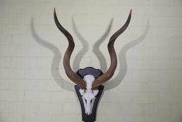 Grand koudou Crâne - Tragelaphus strepsiceros - 38 cm - 92, Verzamelen, Nieuw