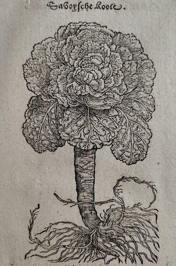 Rembert Dodoens - Rembertus Dodonaeus - Cruydt-Boeck - 38, Antiek en Kunst