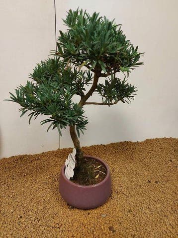 Bonsaï Pin des Bouddhistes (Podocarpus macrophyllus) -