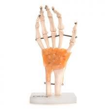 Anatomisch Handmodel ST-ATM 18, Diversen, Verpleegmiddelen, Verzenden