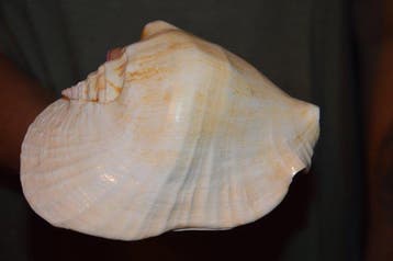 Zeeslak Zeeschelp - S-466 STROMBUS LATISSIMUS (Zonder, Nieuw