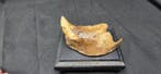 Curiosity : Tooth and jaw fragment of a cave bear- come from, Collections
