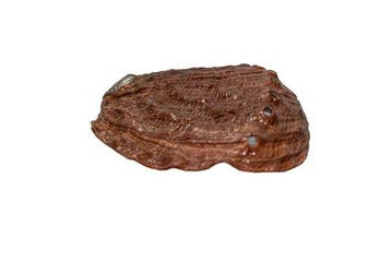 Grote Rode Abalone (Haliotis rufescens) | Edelabalon |, Verzamelen, Nieuw