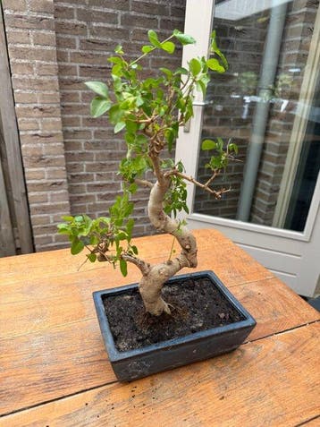 Liguster bonsai (Ligustrum) - Hoogte (boom): 40 cm - Diepte
