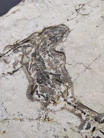 Museumkwaliteit verzamelplaat: Monjurosuchus & fossiele