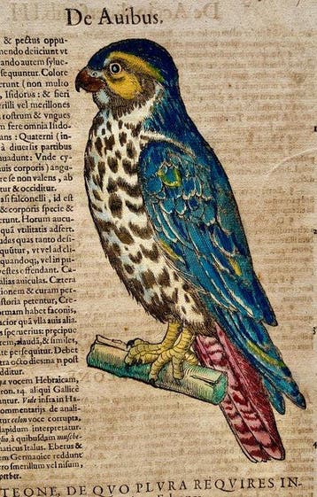 Conrad Gesner - Vogelbuch - 1617