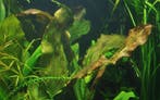 Echinodorus Ozelot, Dieren en Toebehoren, Verzenden, Nieuw